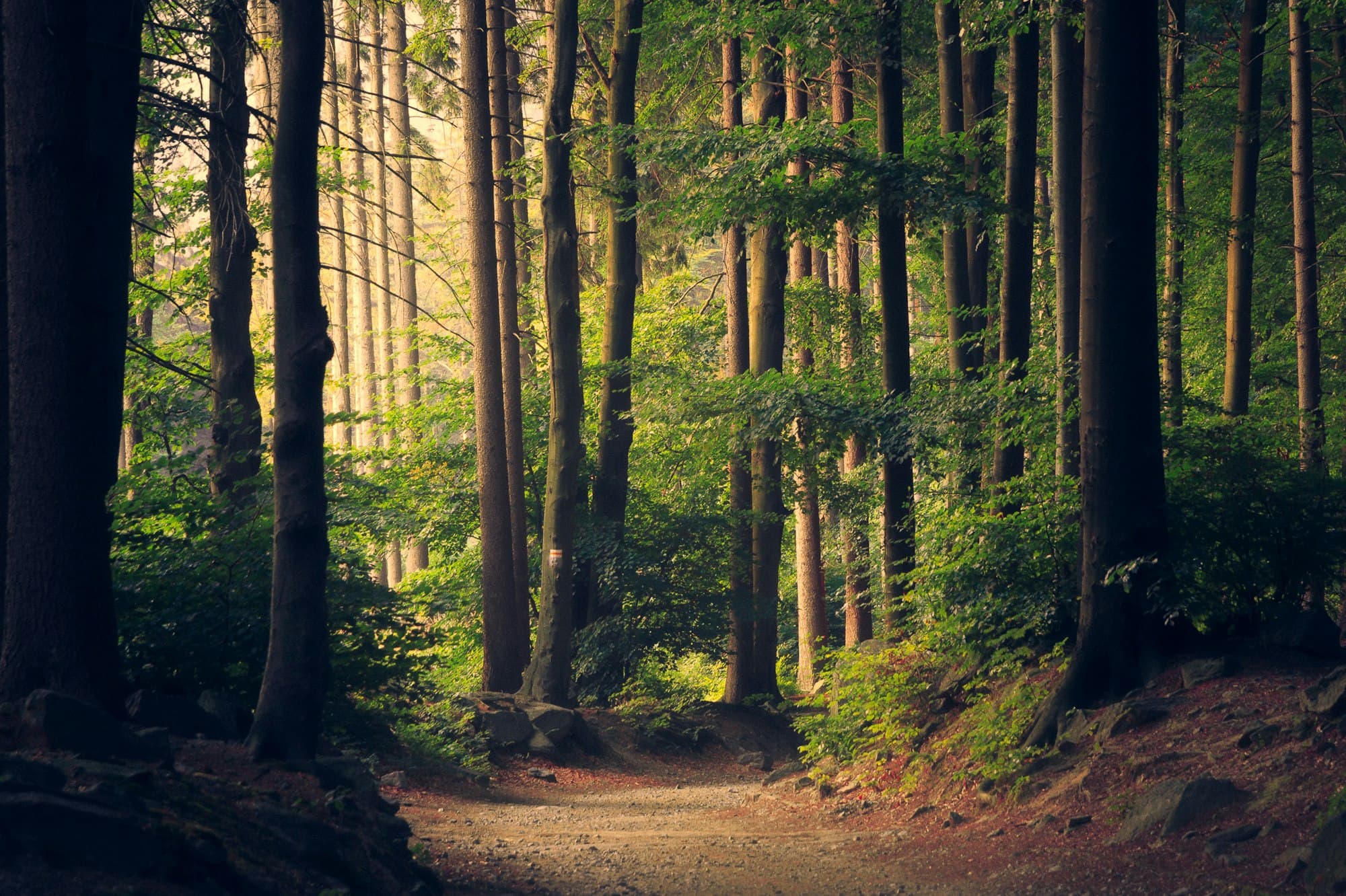 Sunlit forest path through dense evergreen trees